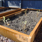 Braybrooke Corten Raised Bed Planters - Arthur Francis Sculpture